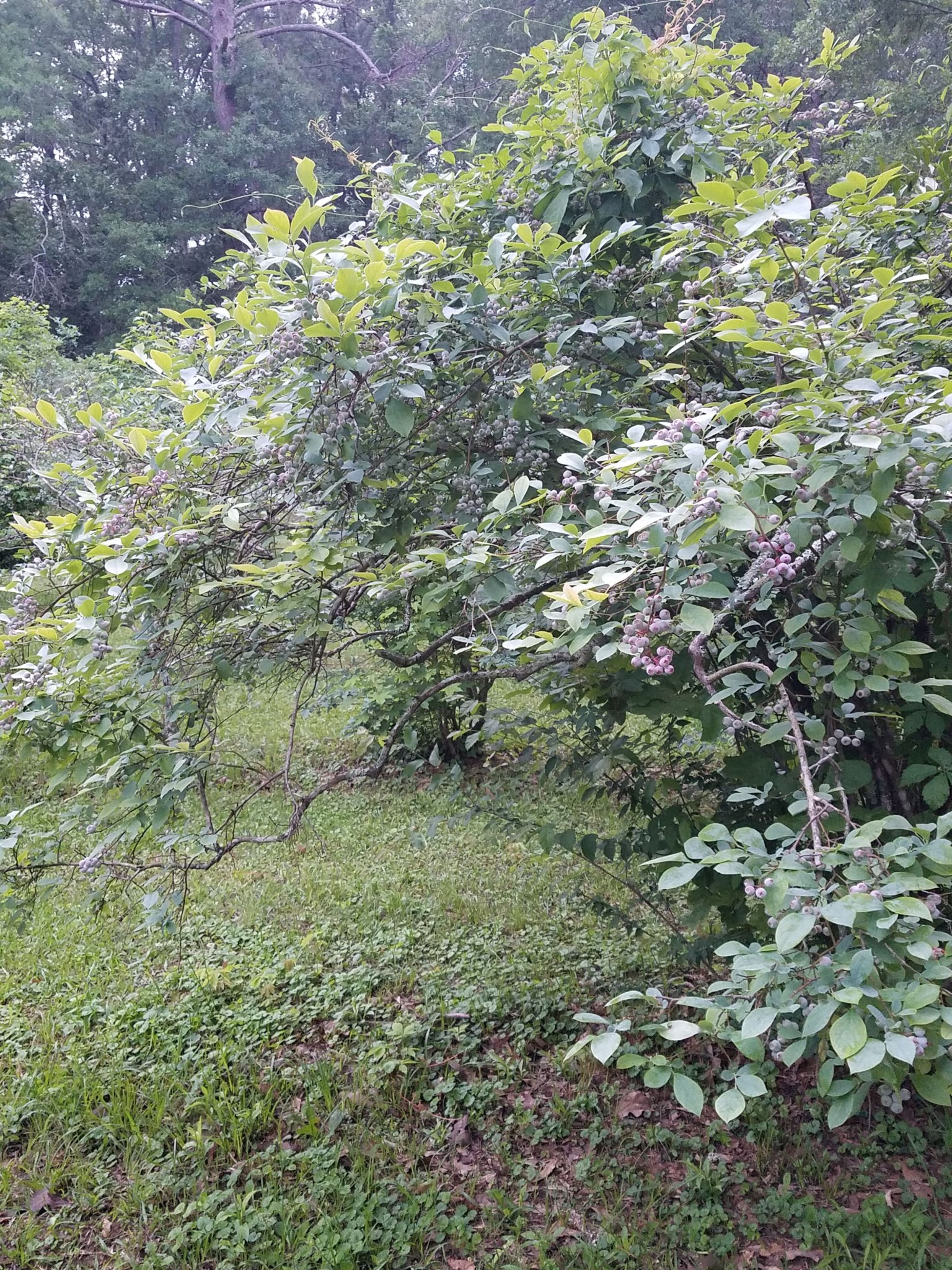 20250429_062118.jpg