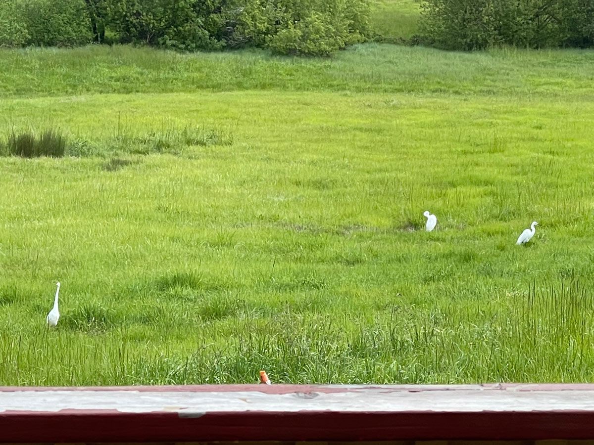 3egrets4-14-24web.jpg