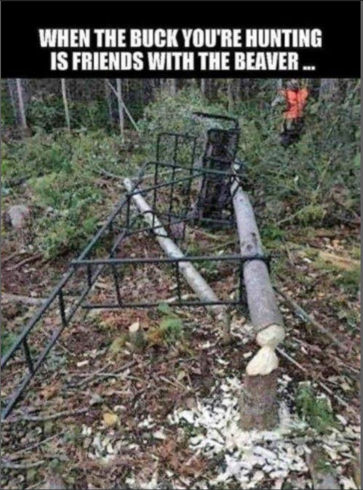 beaver.JPG