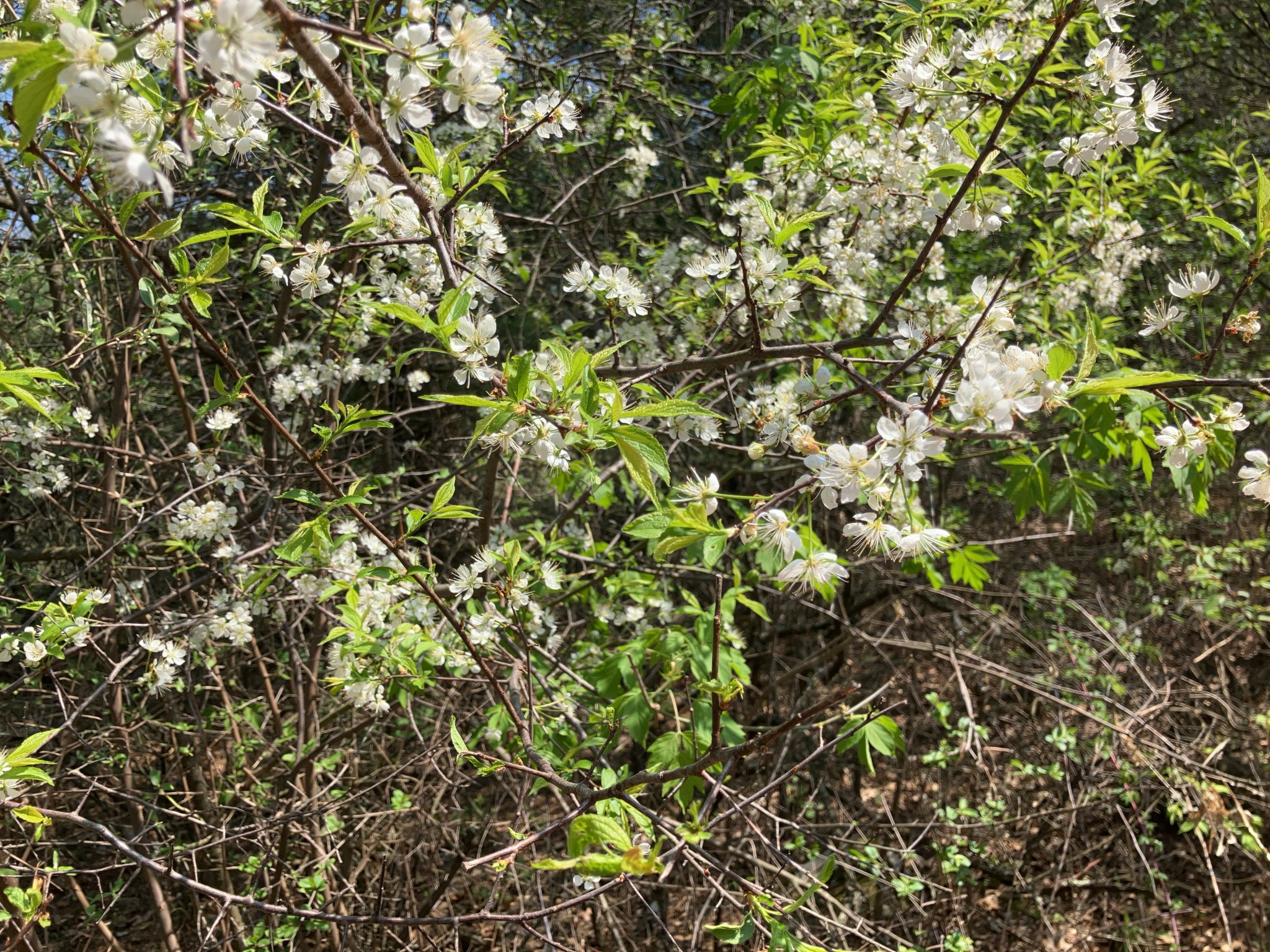 CF392777-A937-4CE2-A3D2-FD0B02150951.JPEG