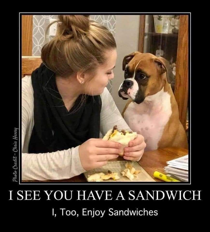 dog sandwich.jpg