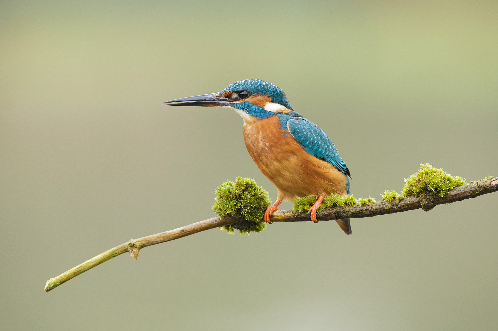 kingfisher-7.jpg