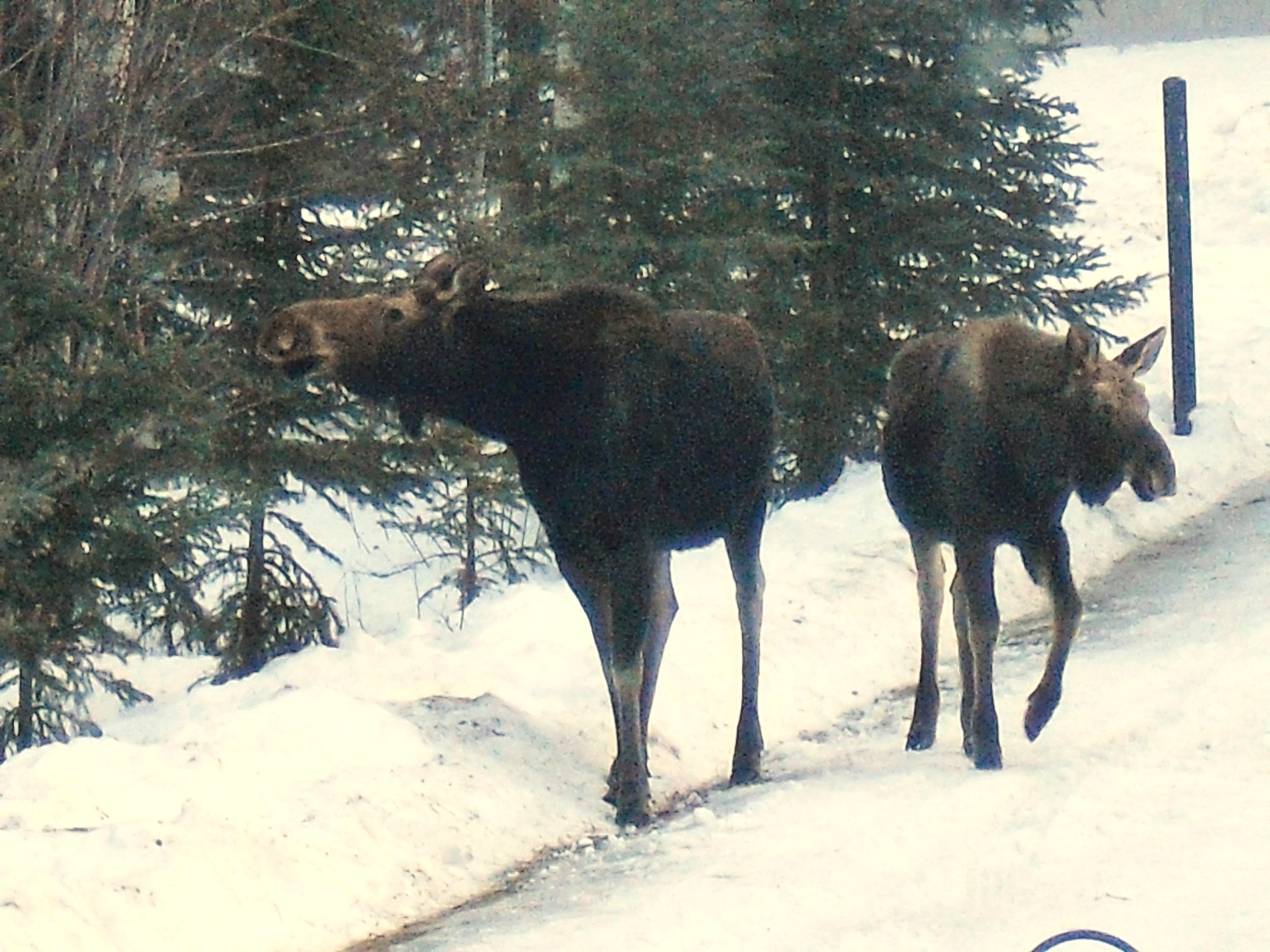 moose driveway.JPG