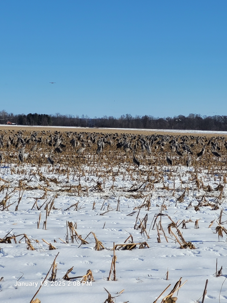 Sand Hill Cranes.jpeg