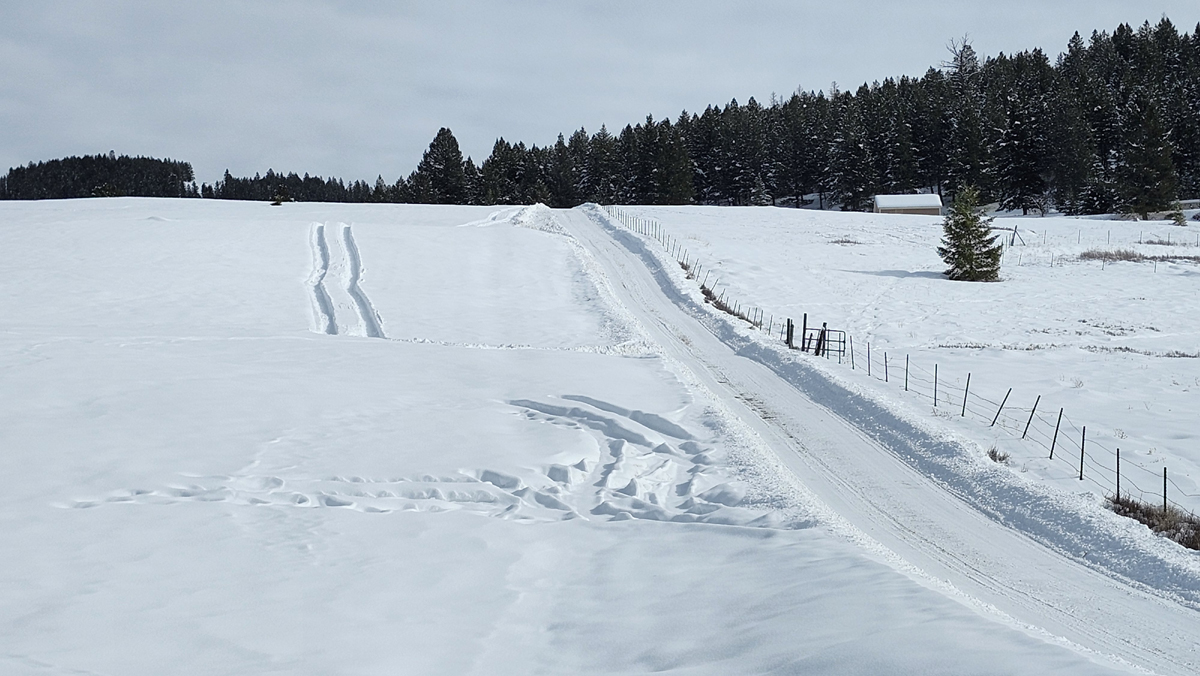 tracks_in_snow.jpg