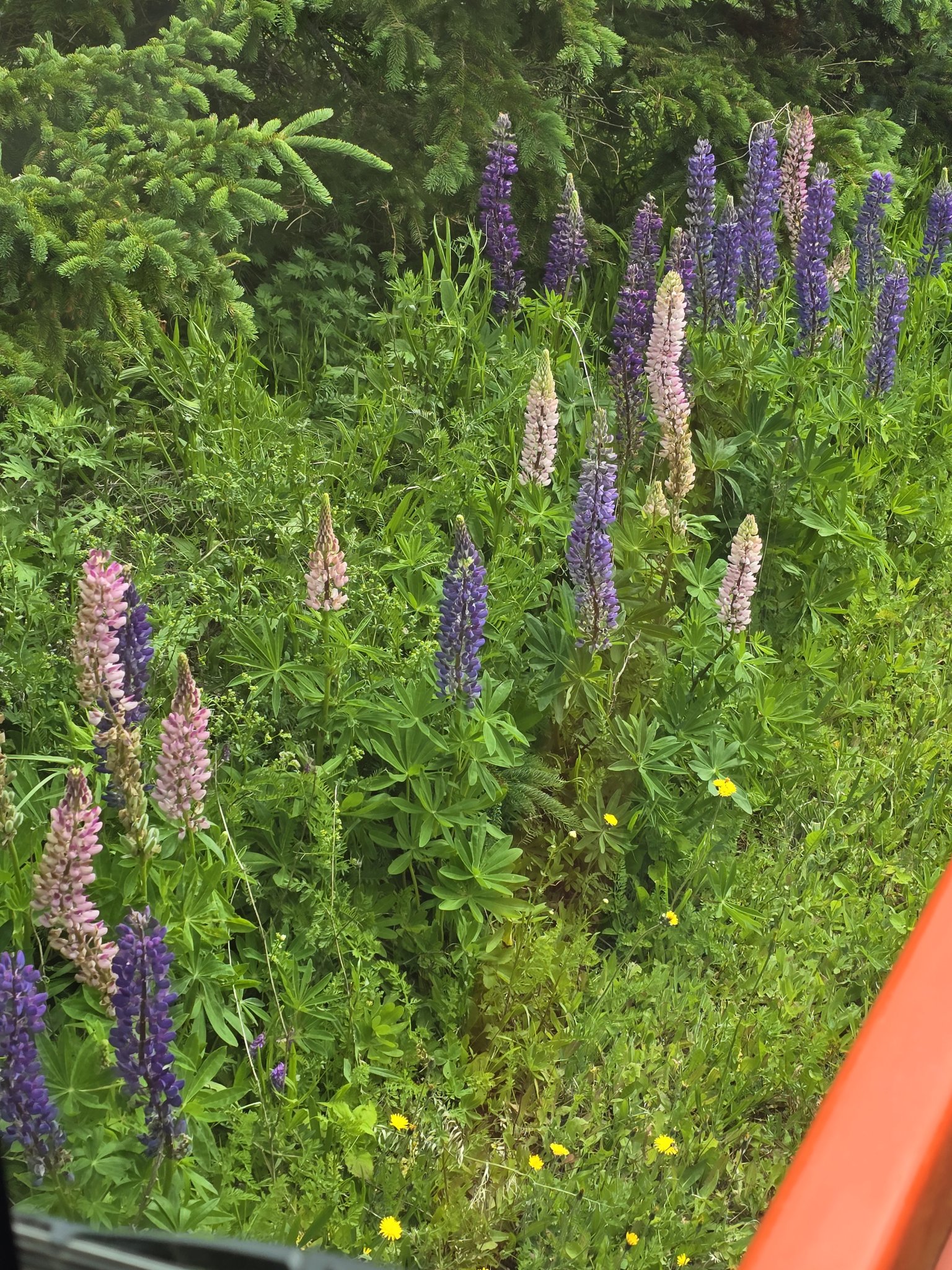 20250619_134700.jpg