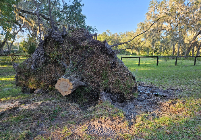 24 10 13 oak stump on side by driveway small.jpg