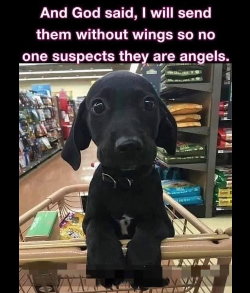 4 legged angels.JPG