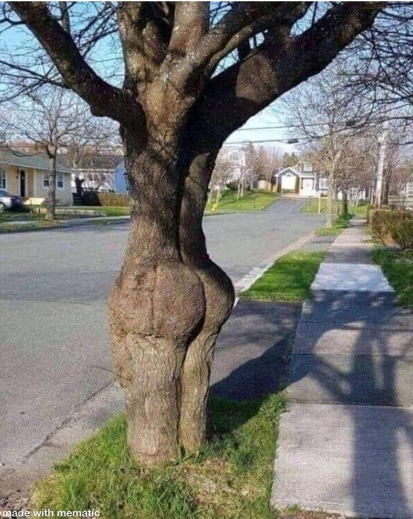 assh tree.jpg