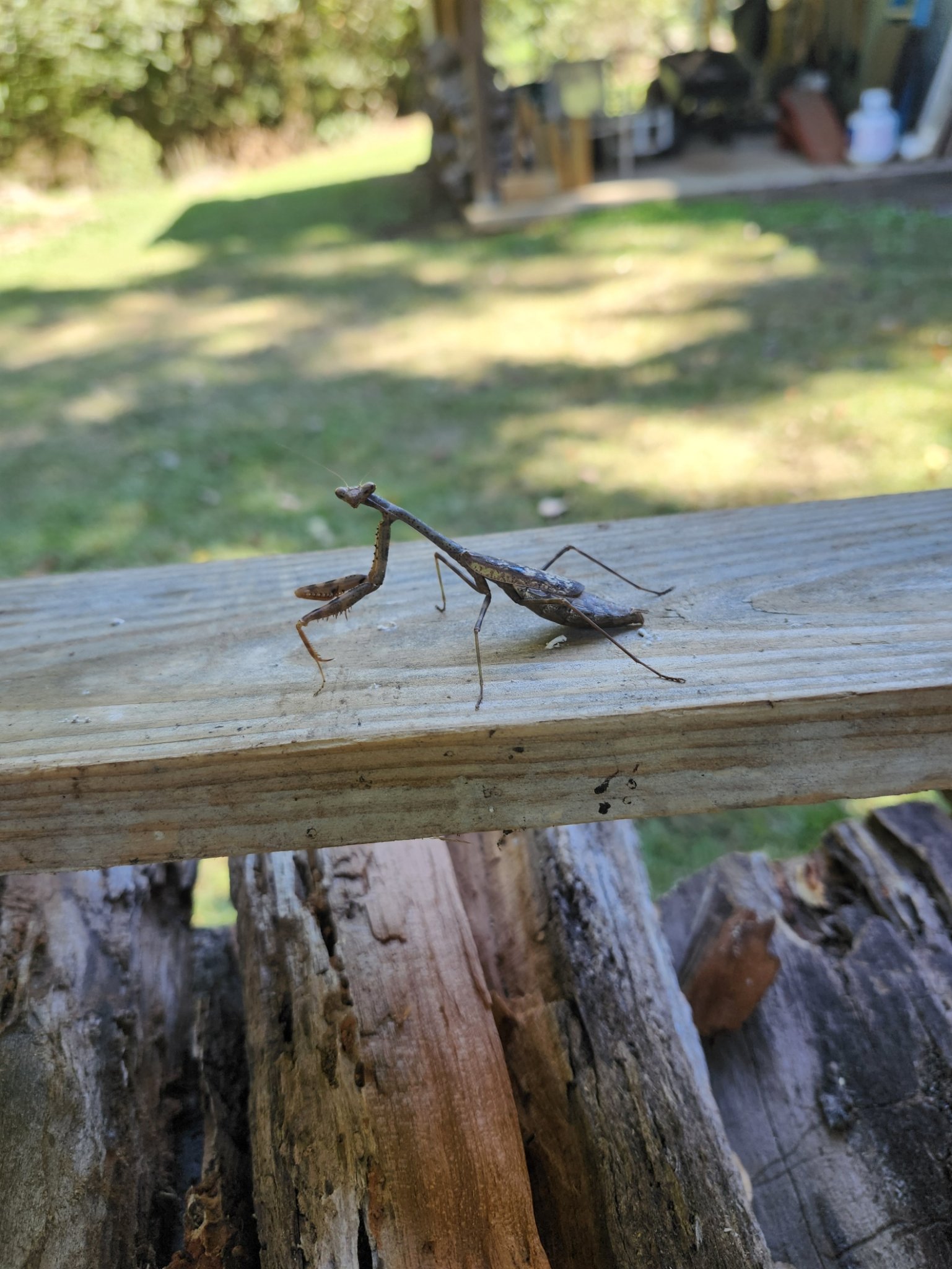 Backyard Buddy.jpg