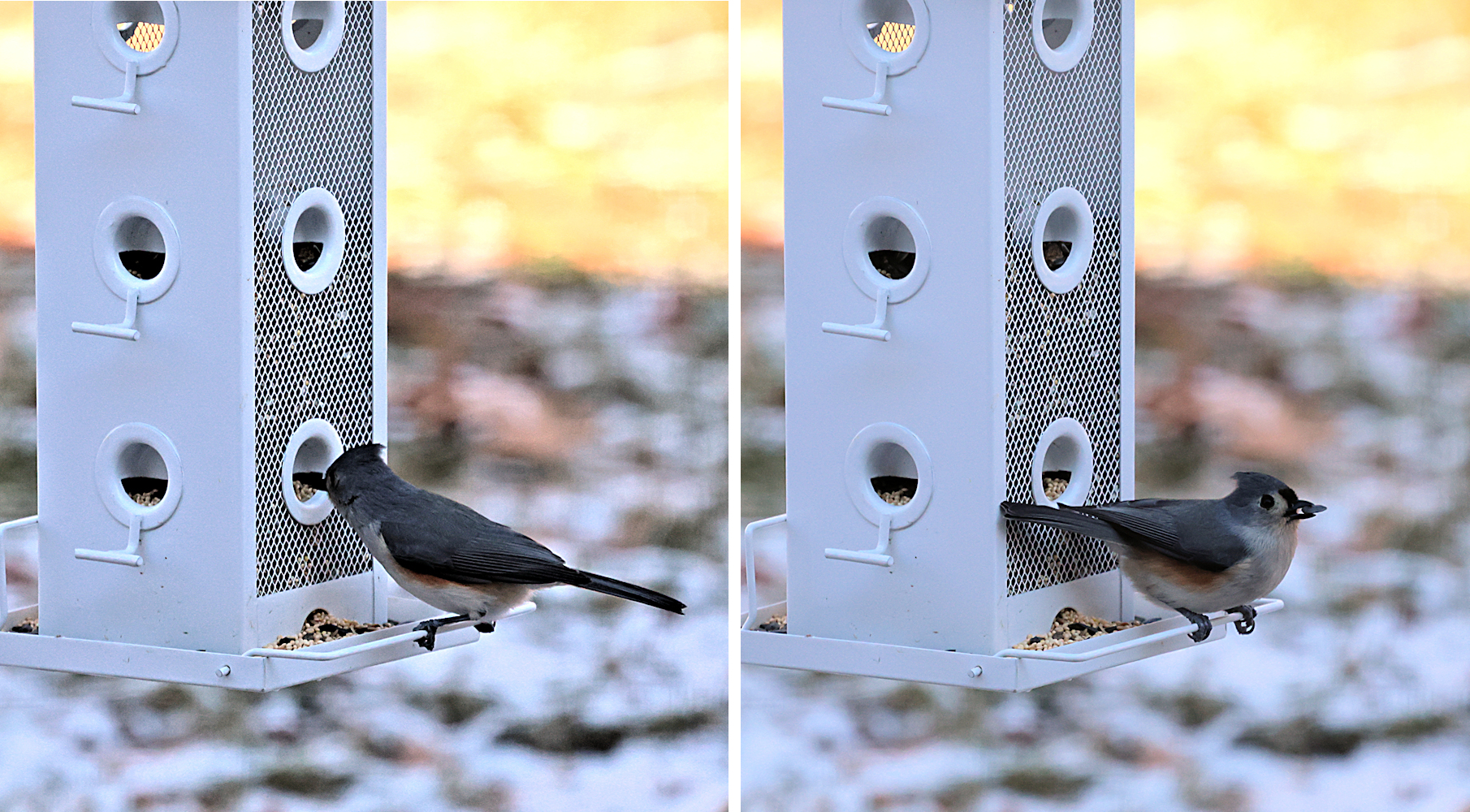 bird collage 1.jpg