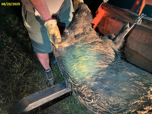 Boar03.jpg