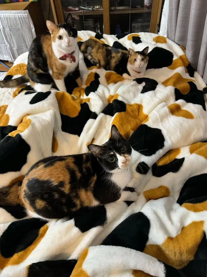 catblanket.png