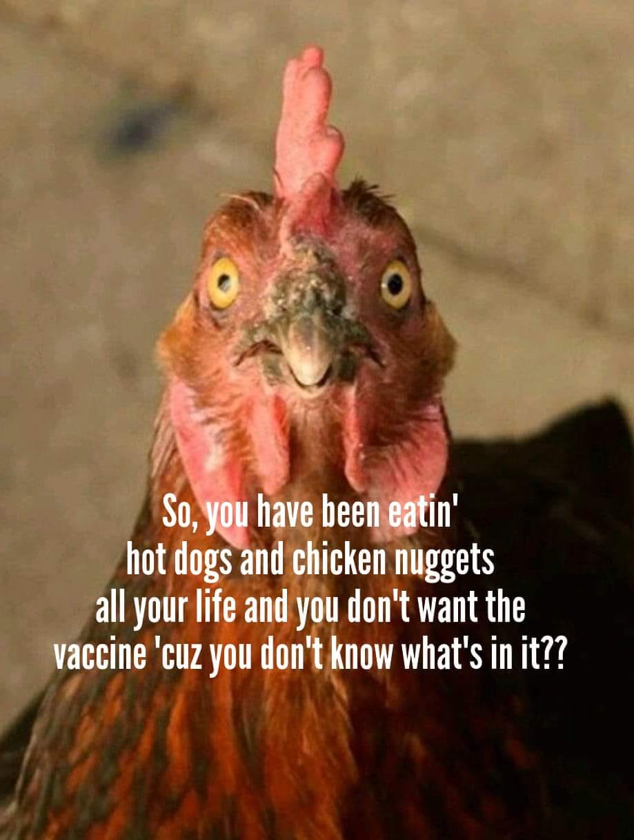 chicken vaccine.jpg