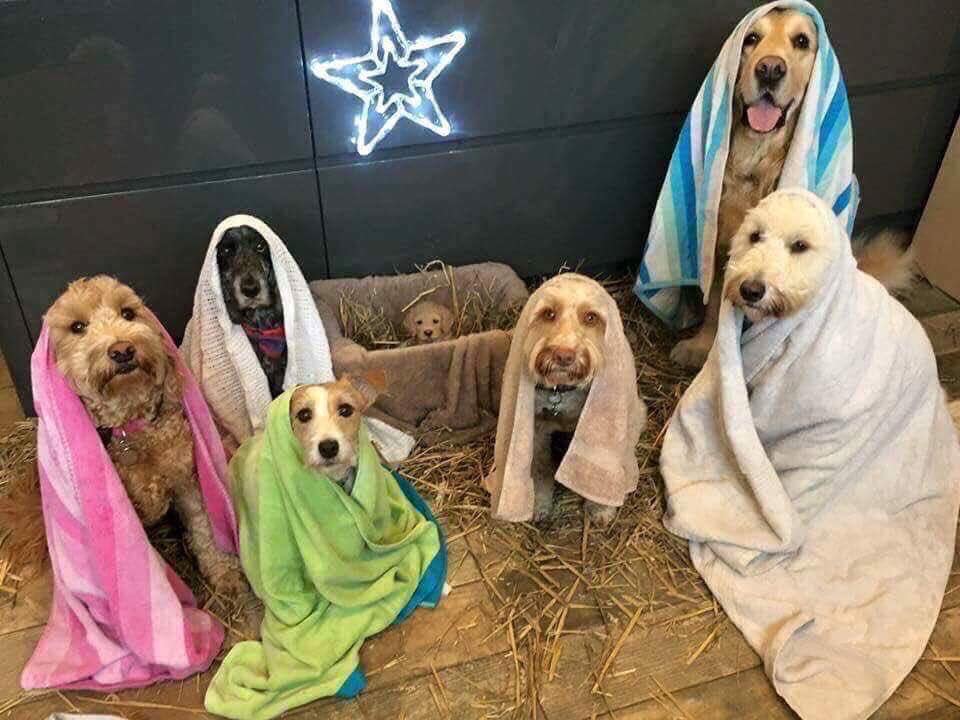 chiristmas dog manger.jpg