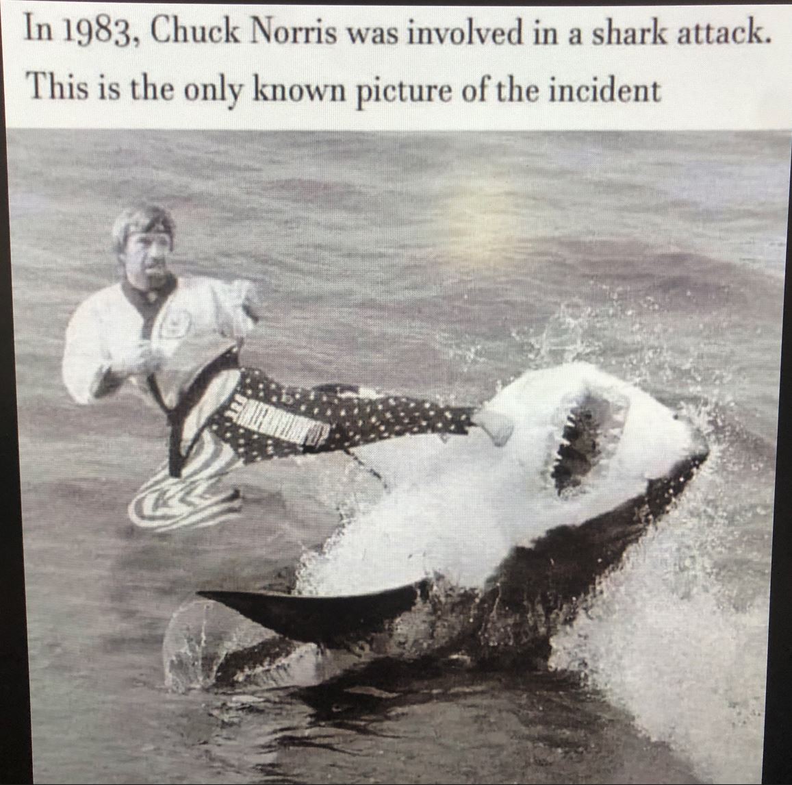 chuck shark.JPG