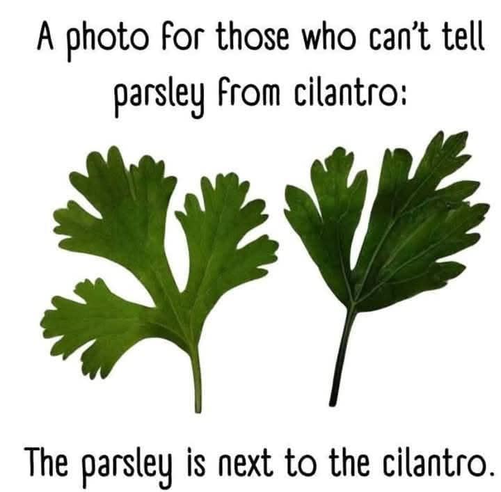 cilantro.jpg