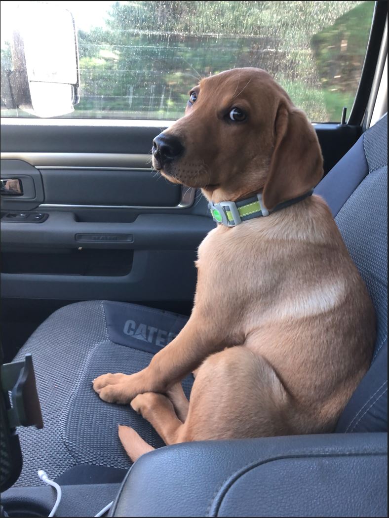 Cody going to work.JPG