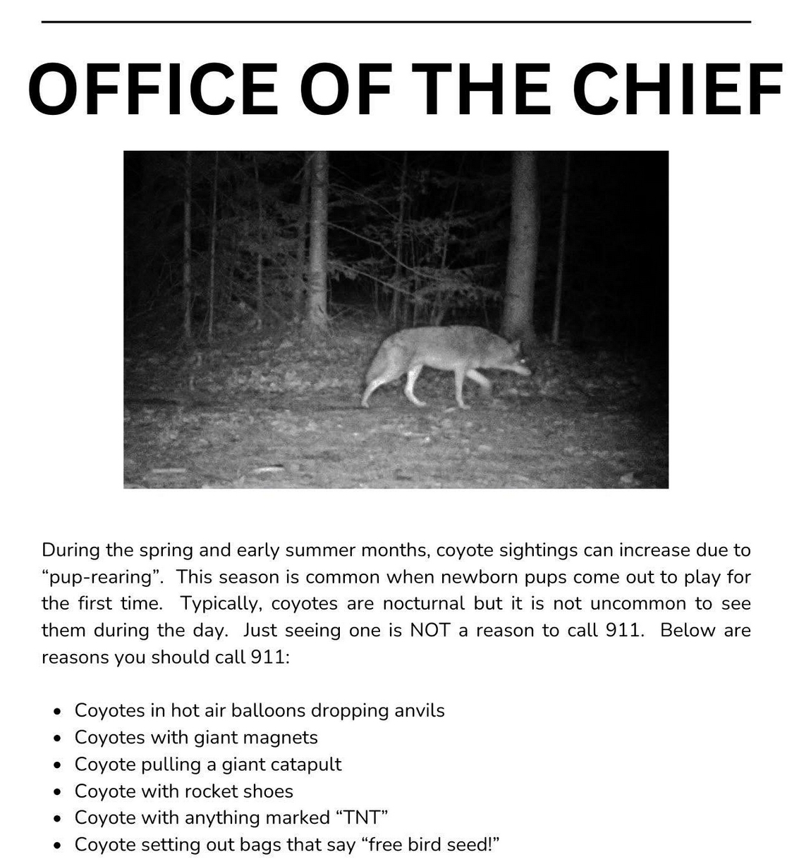 coyot.jpg
