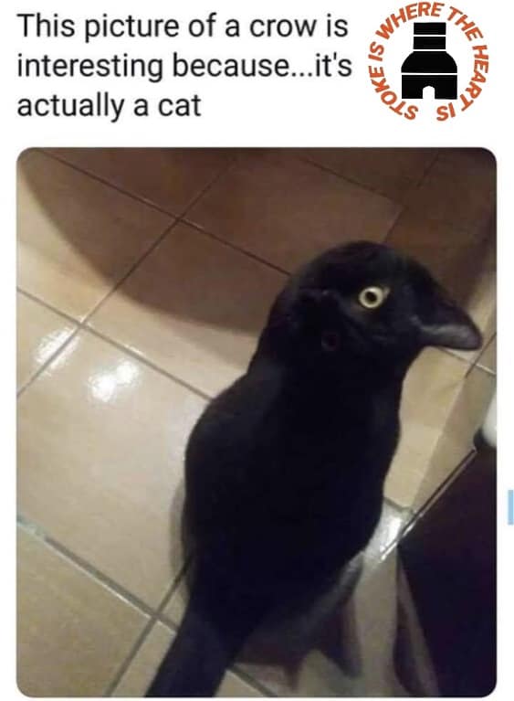 crow or cat.jpg