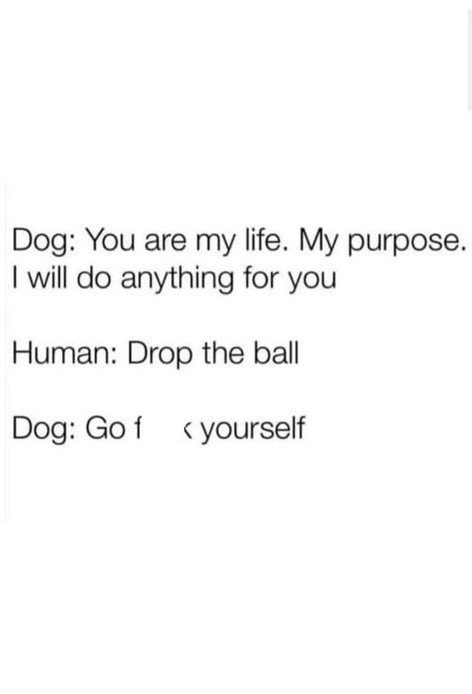 dog ball.jpg