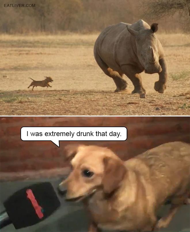 dog-chasing-rhino.jpg