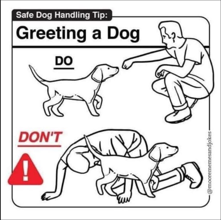 dog greeting.JPG