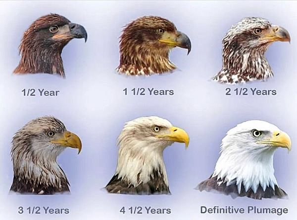 eagle age.jpg