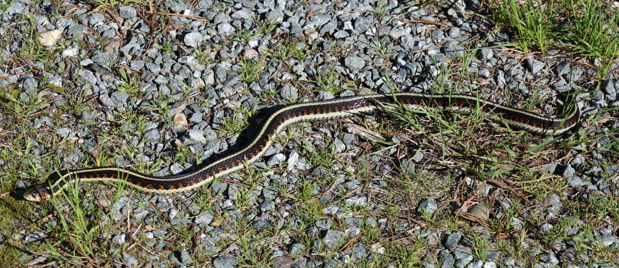 garter snake.JPG