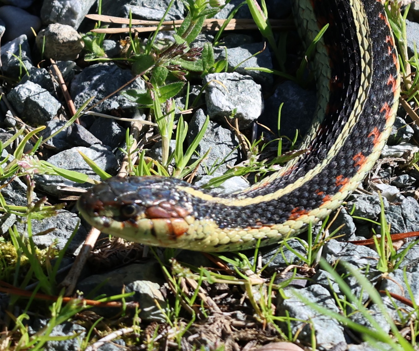 garter snake1.JPG