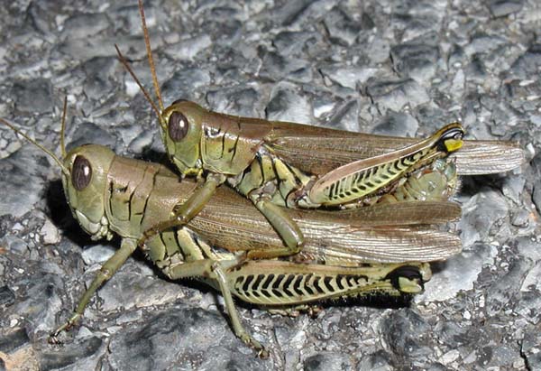 Grasshoppers.jpg