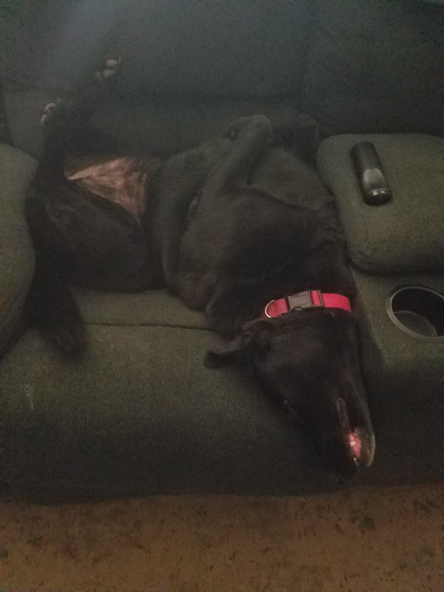 happypups.jpg