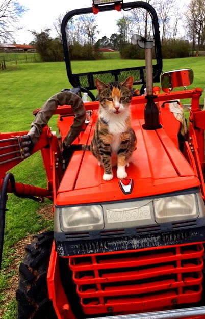 Hood Ornament.jpg