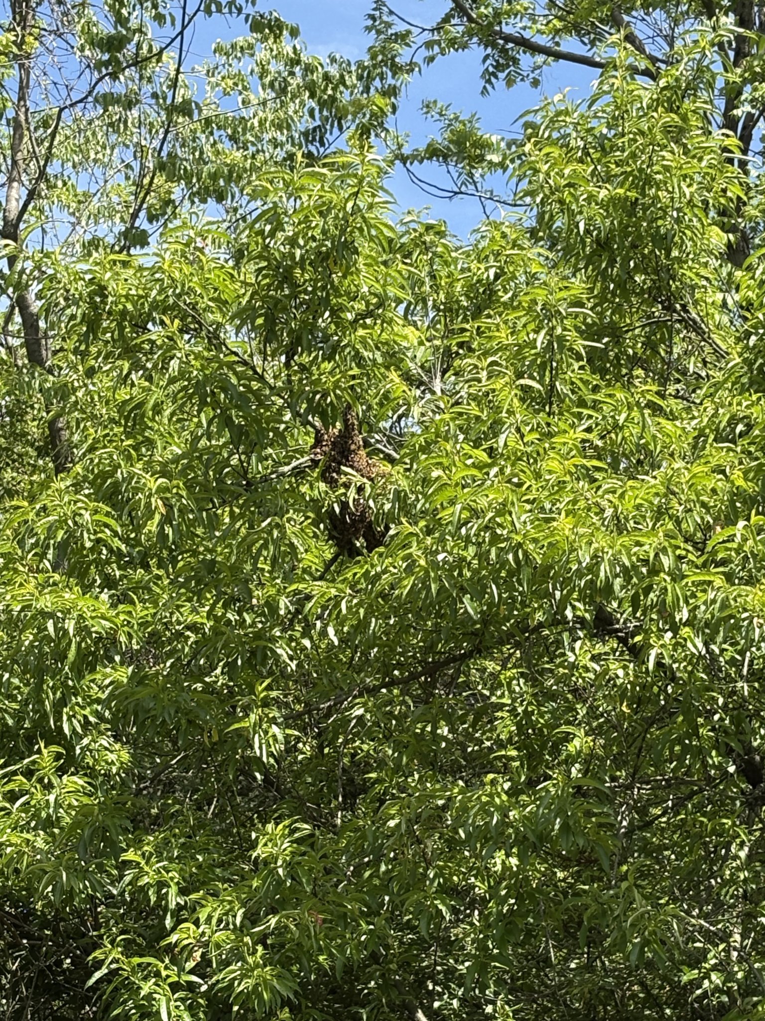 IMG_0090.jpeg