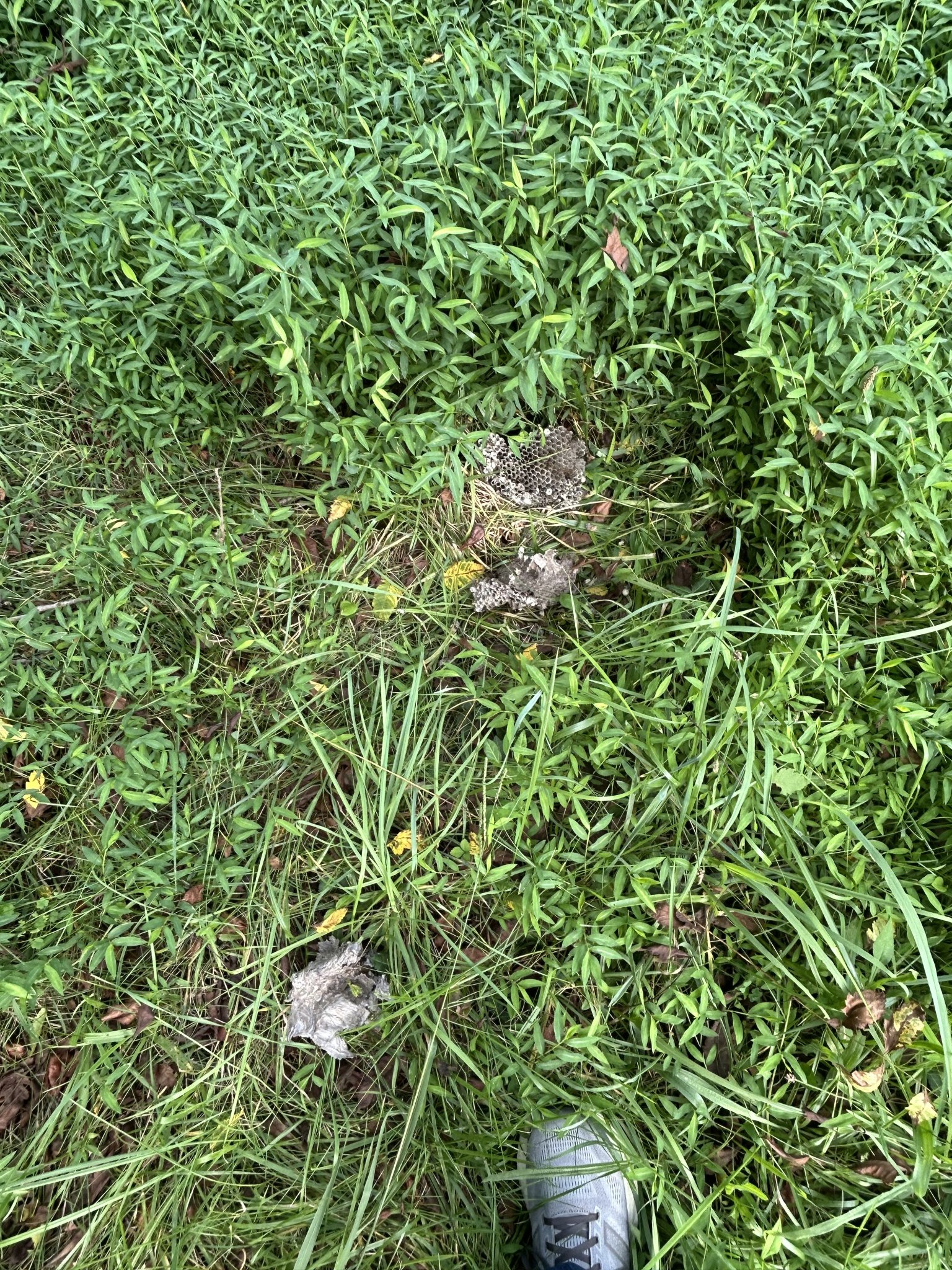IMG_6029.jpeg