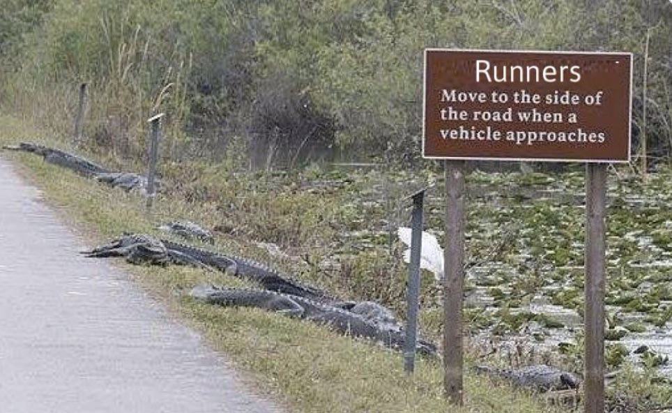jAlligators.jpg