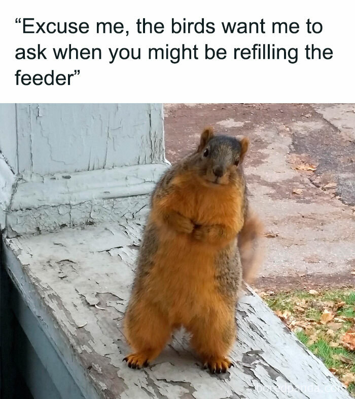 jBirdFeeder.jpg