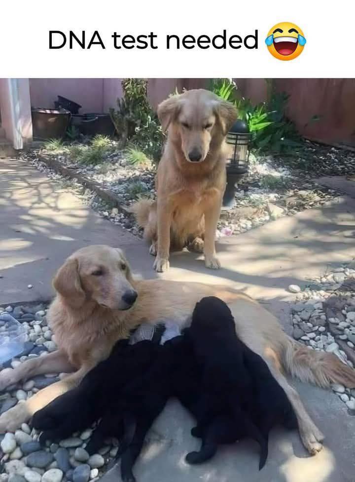 jDNA_.jpg