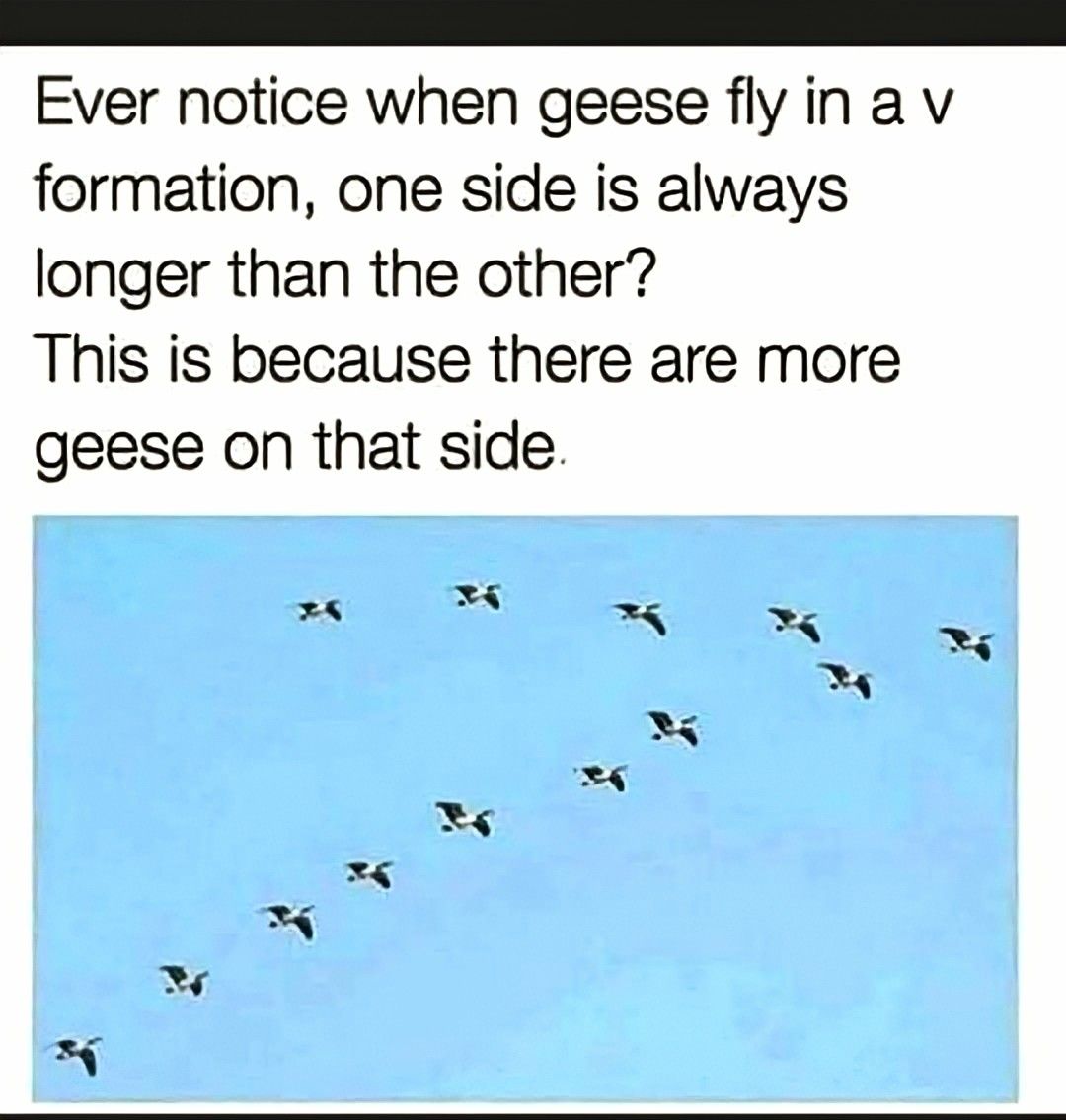 jGeeseLonger.jpg