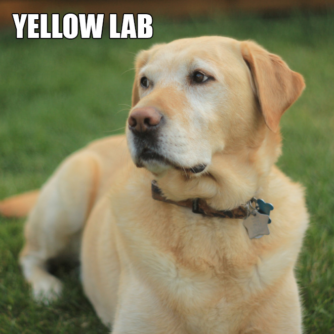 labrador1.jpg