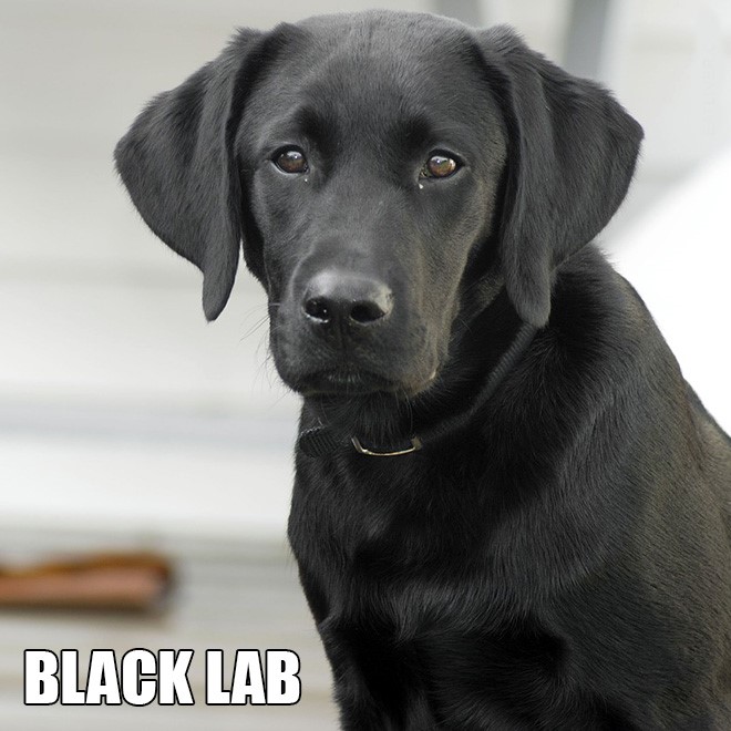 labrador2.jpg