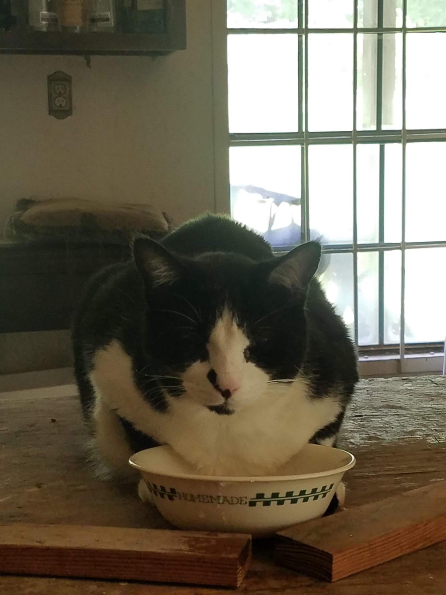 lazykitty.jpg