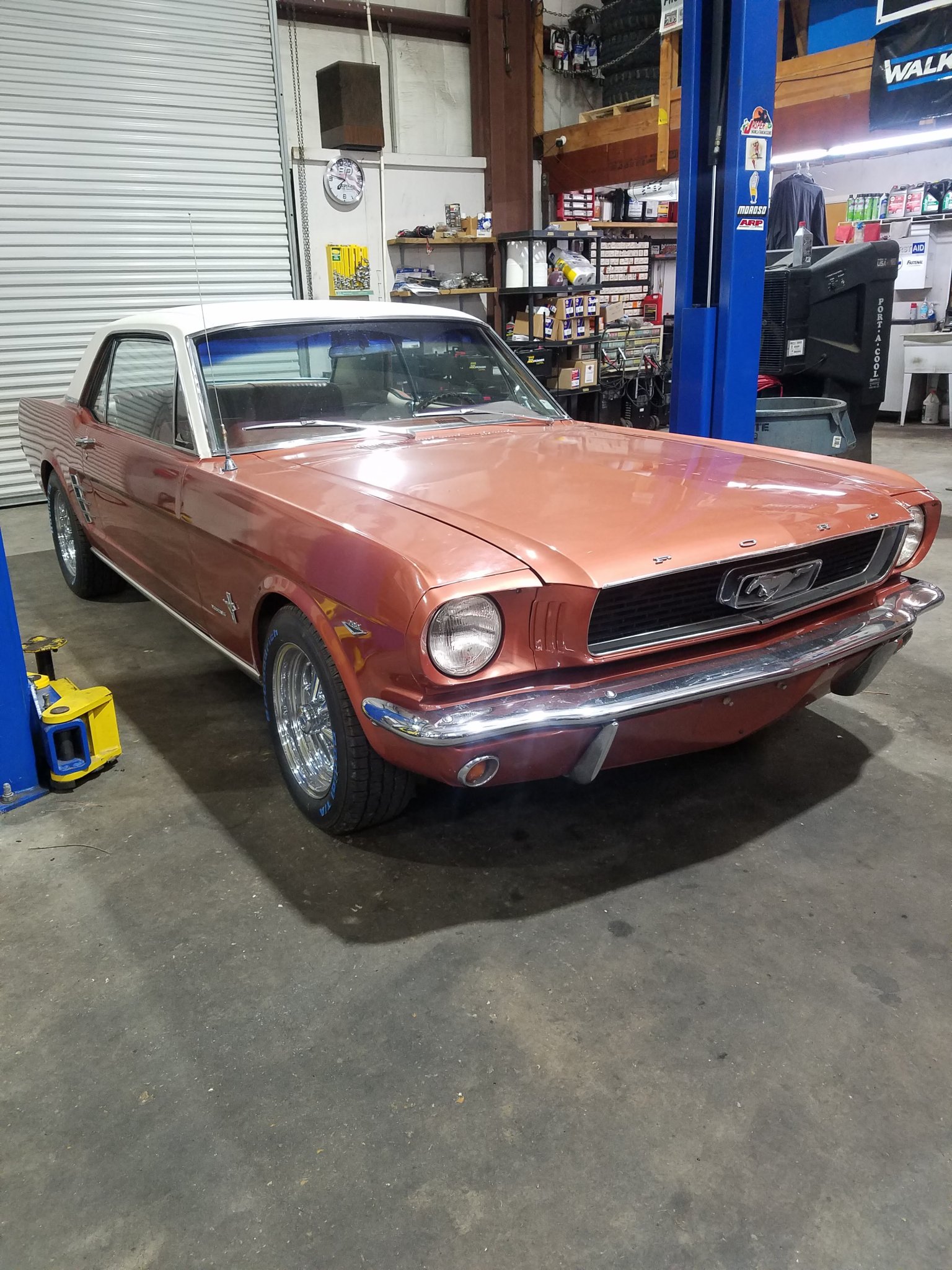 Mustang.jpg
