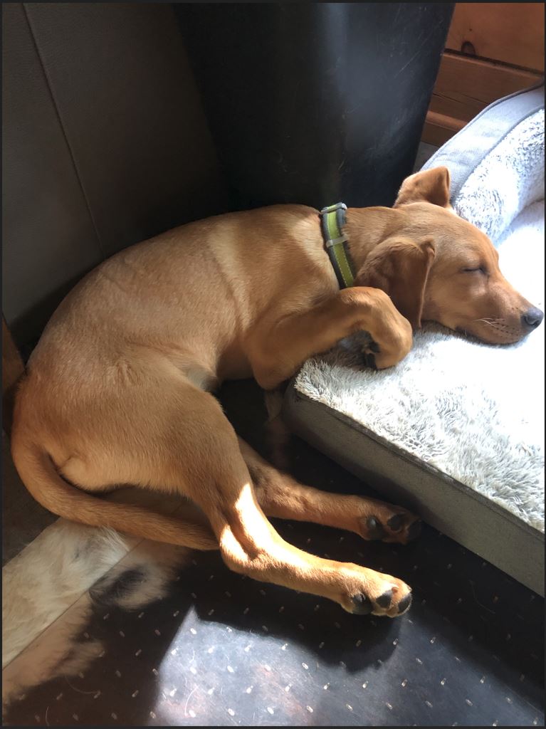 napping on the job.JPG