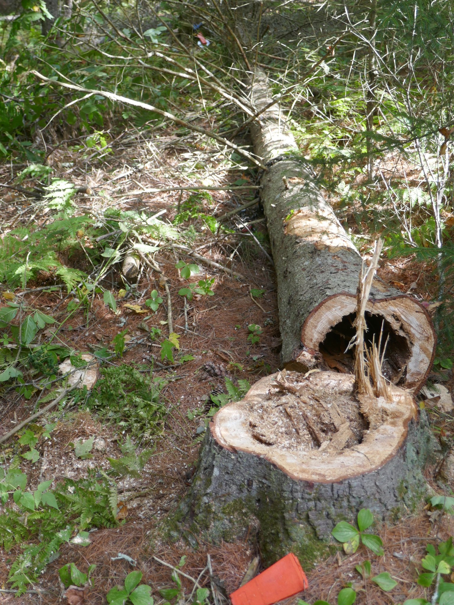 P1000727.JPG