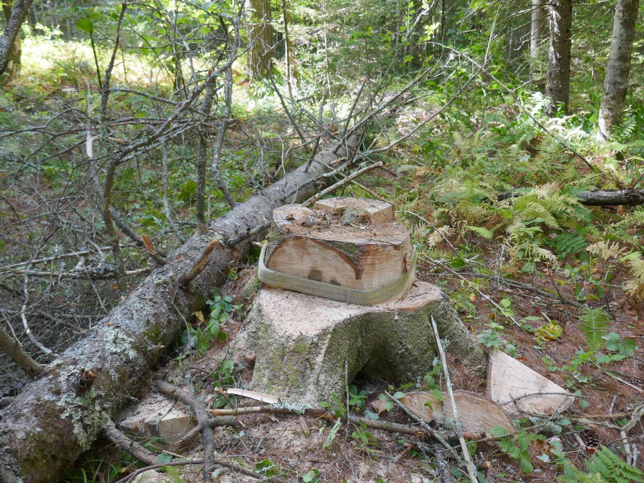 P1000728.JPG