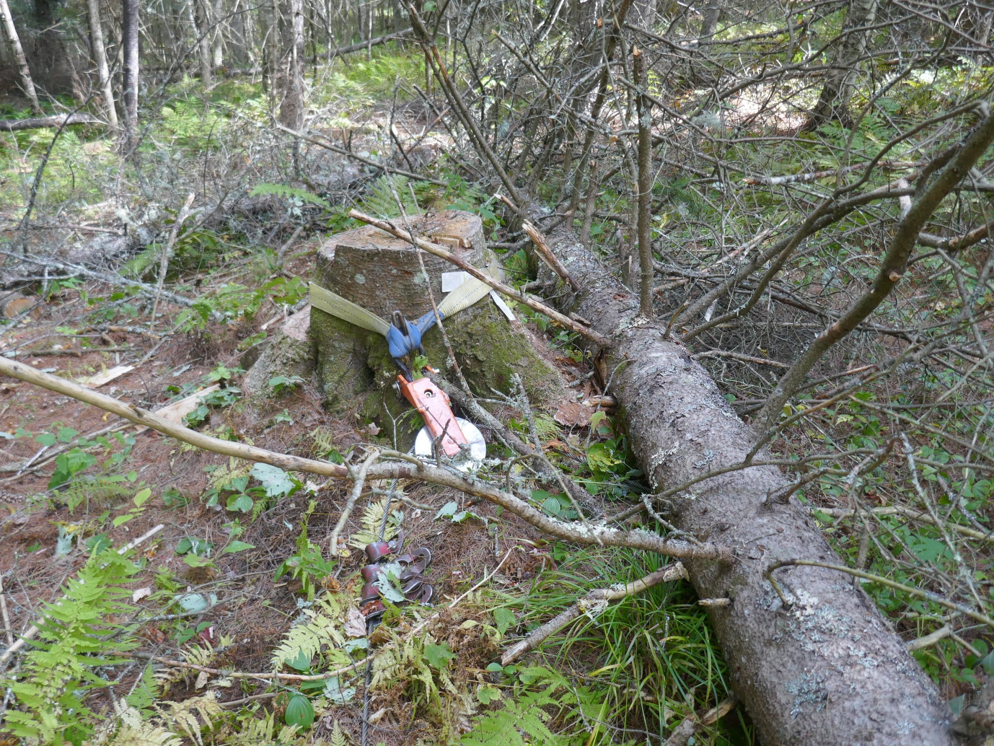 P1000729.JPG