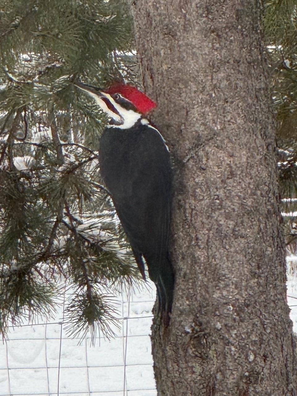 pileated woodpecker.jpg