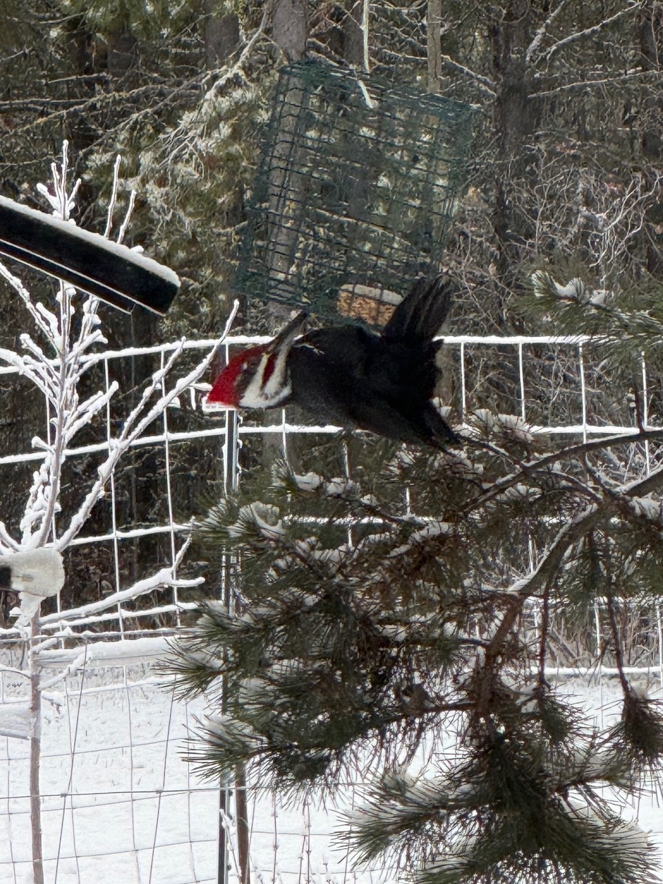 pileated wp.jpg