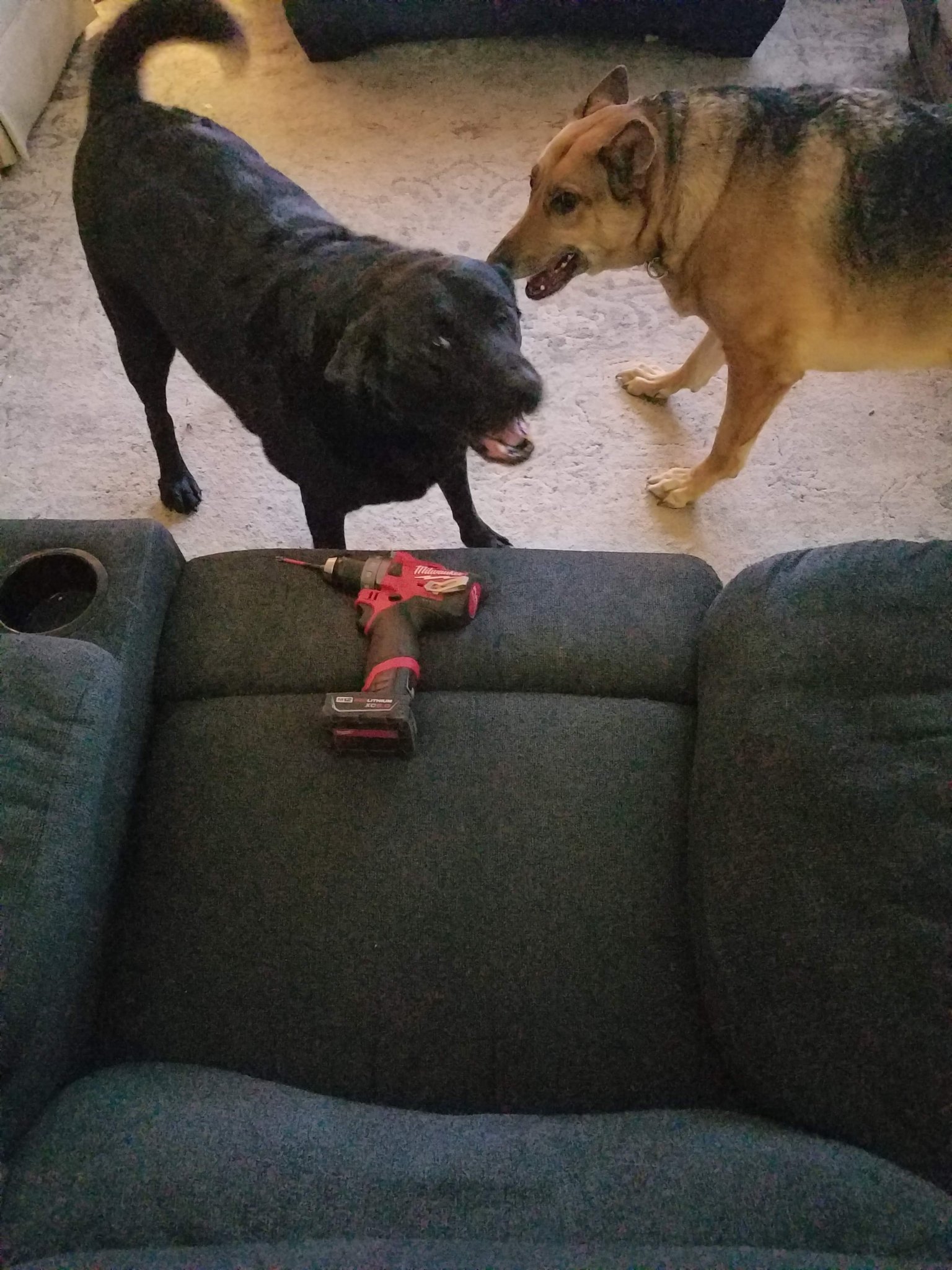 pups.jpg